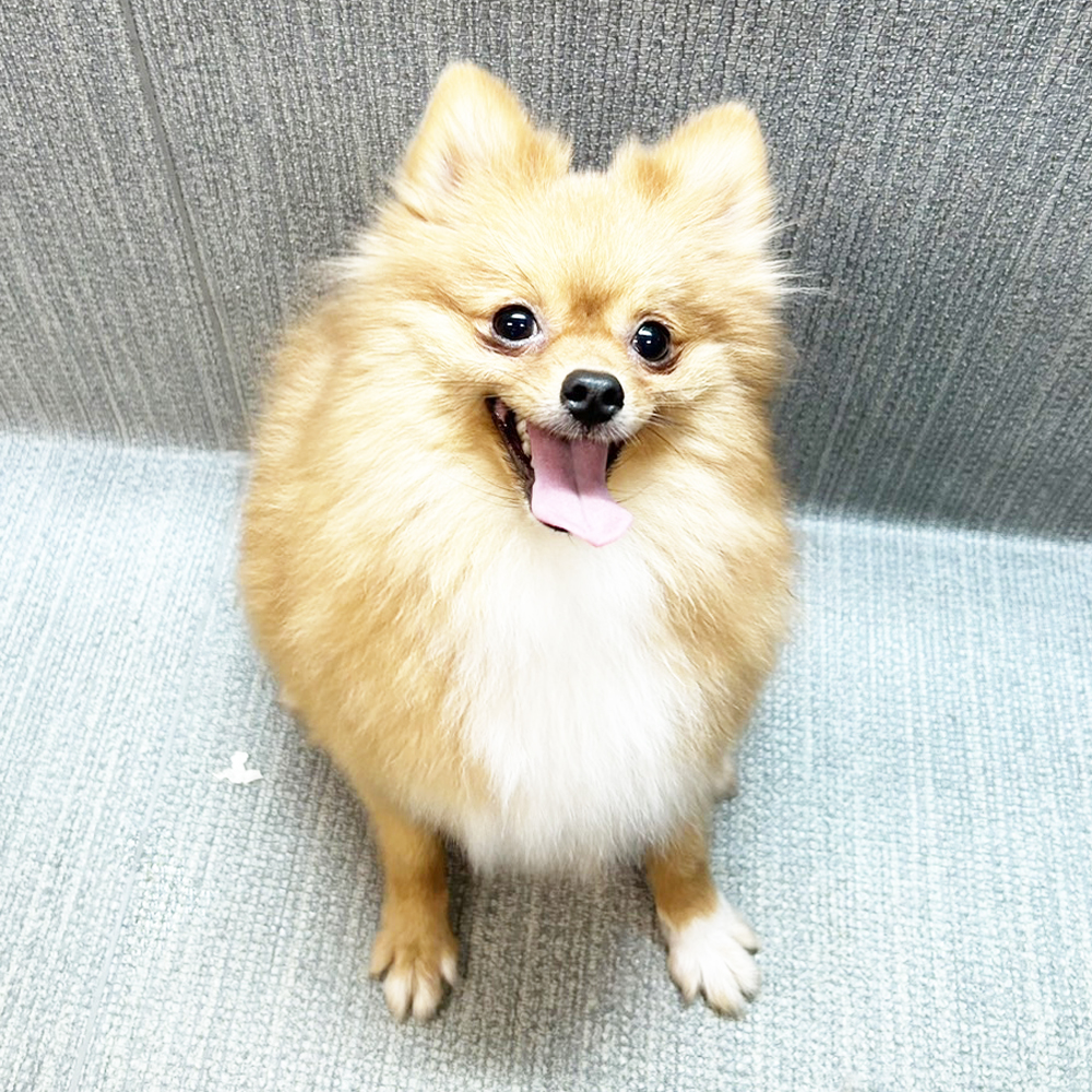 生徒が送ってくれたモデル犬の写真☆